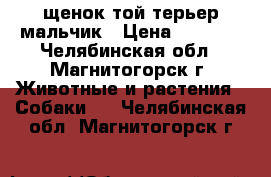 щенок той терьер мальчик › Цена ­ 4 000 - Челябинская обл., Магнитогорск г. Животные и растения » Собаки   . Челябинская обл.,Магнитогорск г.